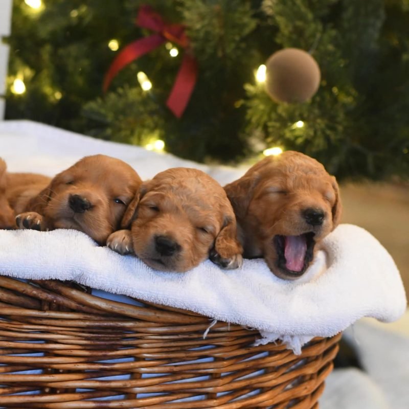 491505367_1447586790023313_6621817468854255060_n