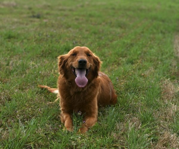 Belle-golden-retriever-dam-douglas-ga