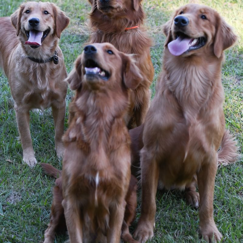 Golden Retriever puppies for sale ga (1)