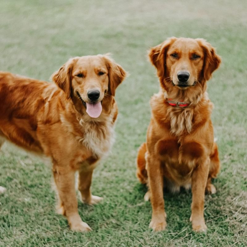 Golden Retriever puppies for sale ga (8)