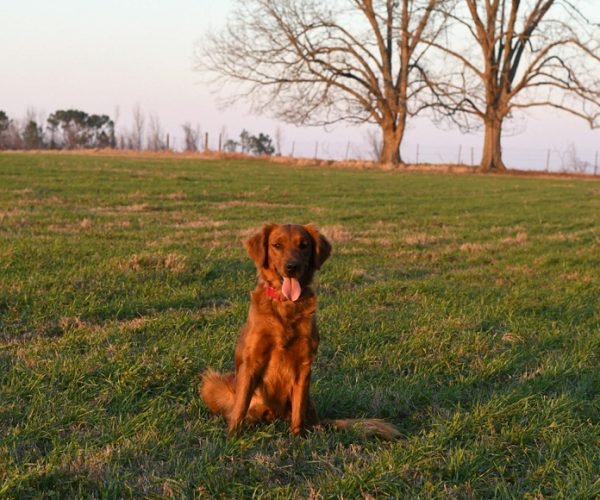 honey golden retriever dam